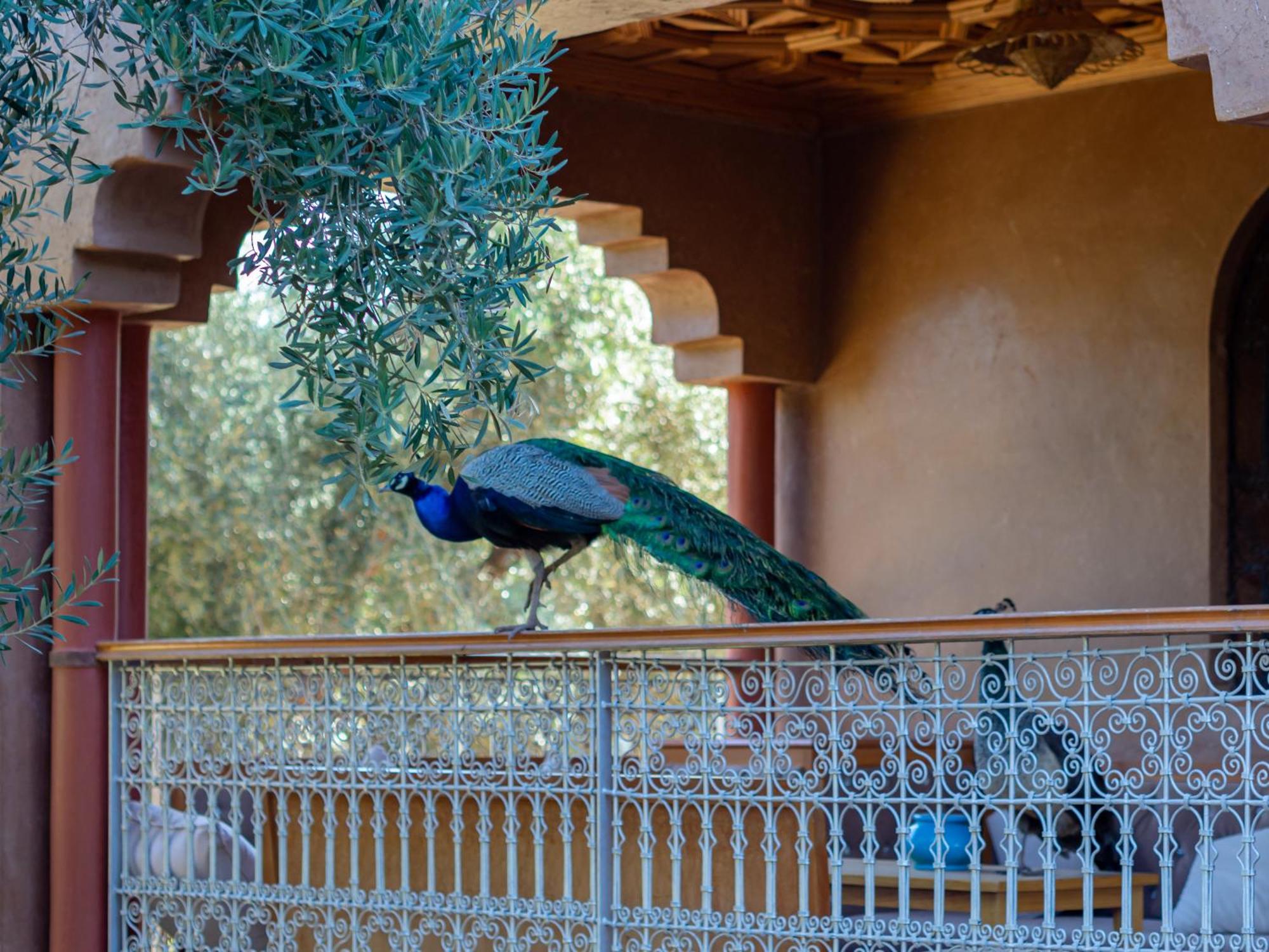 Ferme Sidi Safou & Spa Villa Marrakesh Luaran gambar