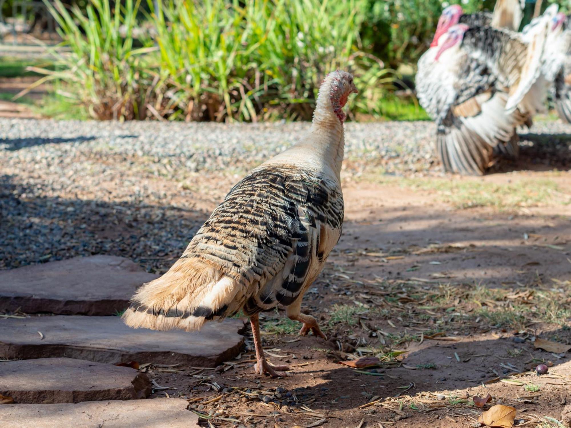 Ferme Sidi Safou & Spa Villa Marrakesh Luaran gambar