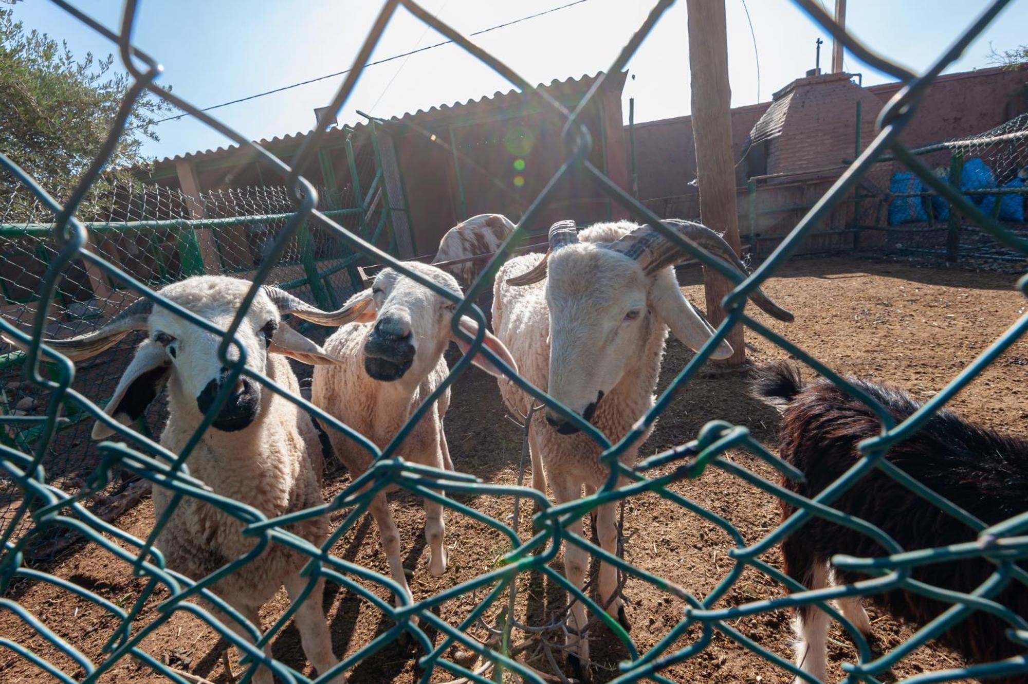 Ferme Sidi Safou & Spa Marrakesh Luaran gambar