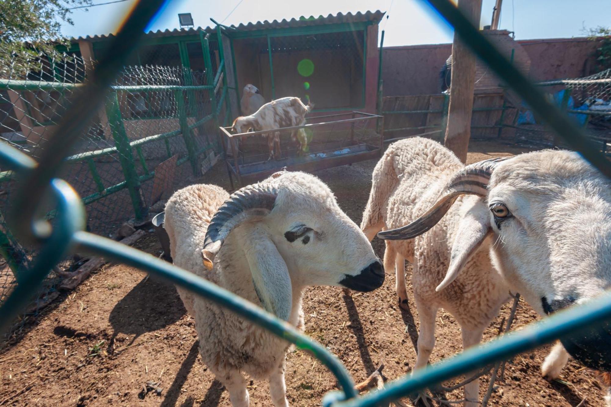 Ferme Sidi Safou & Spa Villa Marrakesh Luaran gambar