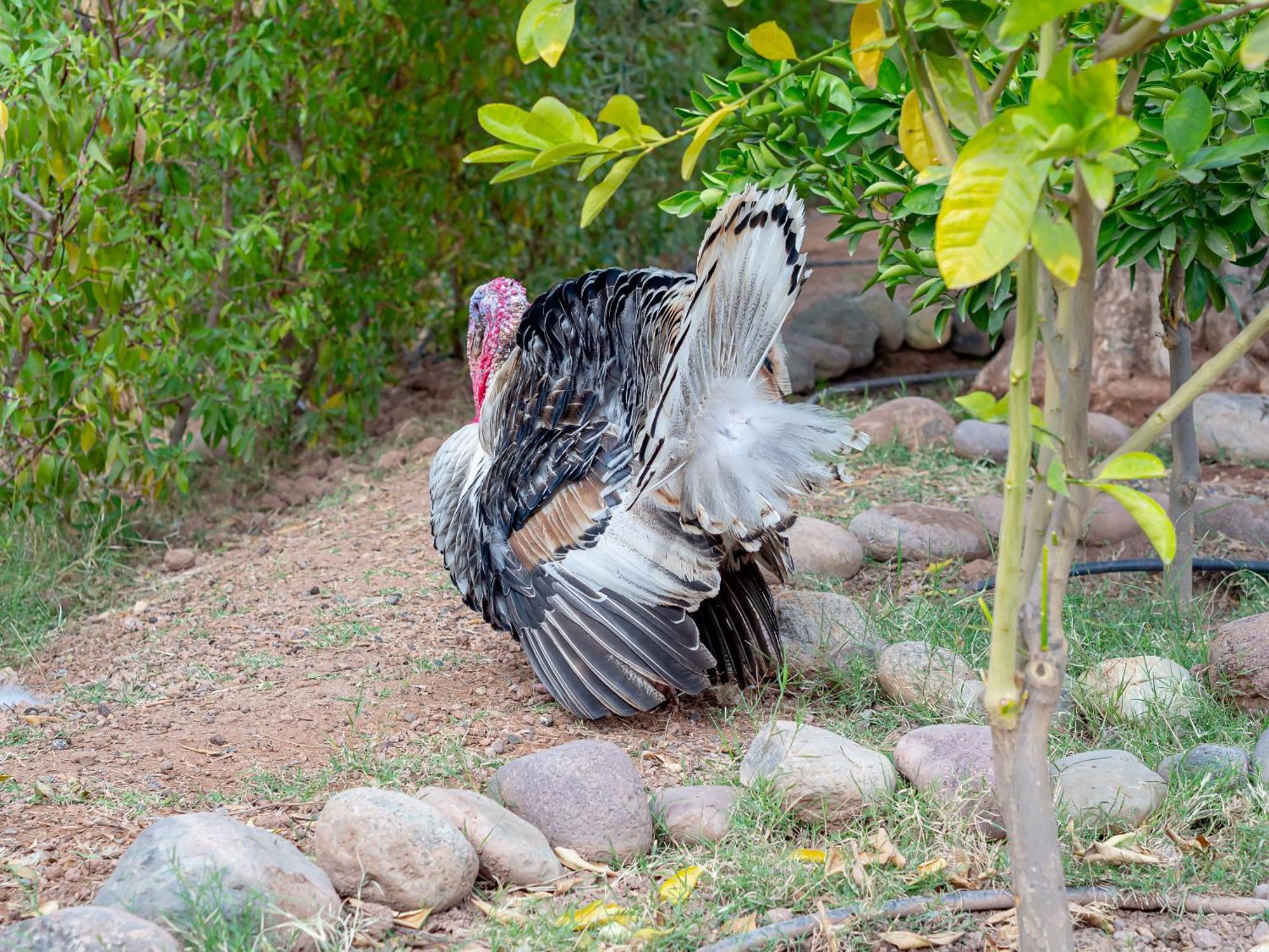 Ferme Sidi Safou & Spa Villa Marrakesh Luaran gambar