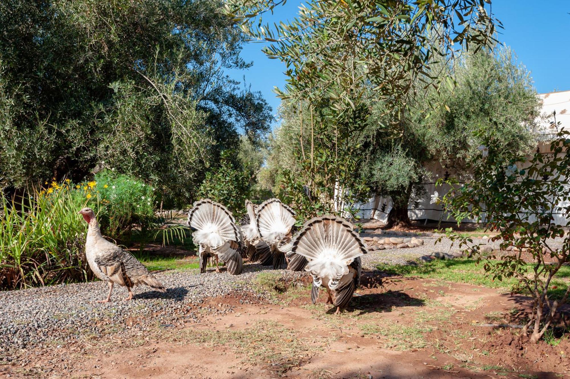 Ferme Sidi Safou & Spa Villa Marrakesh Luaran gambar