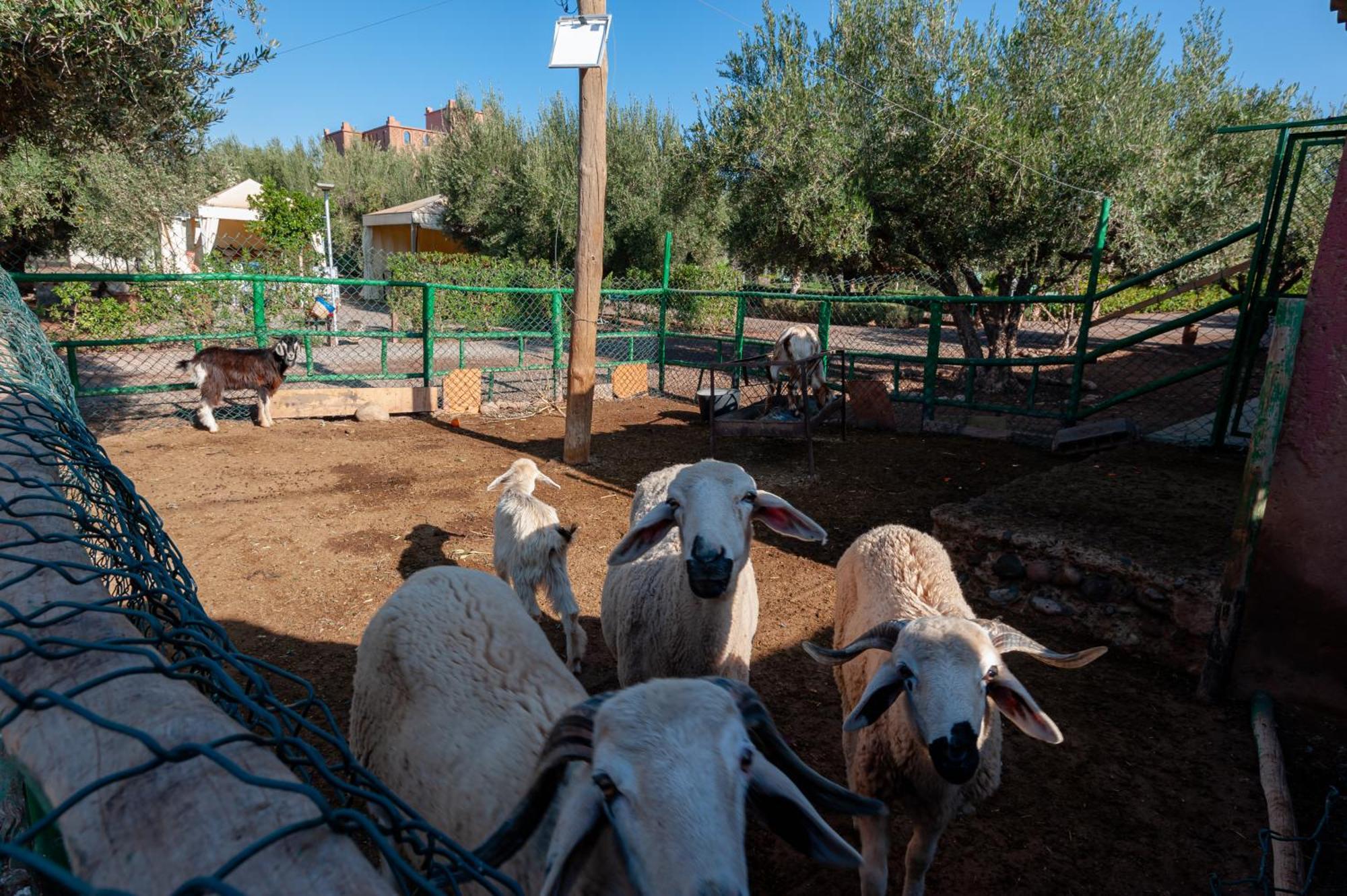 Ferme Sidi Safou & Spa Villa Marrakesh Luaran gambar