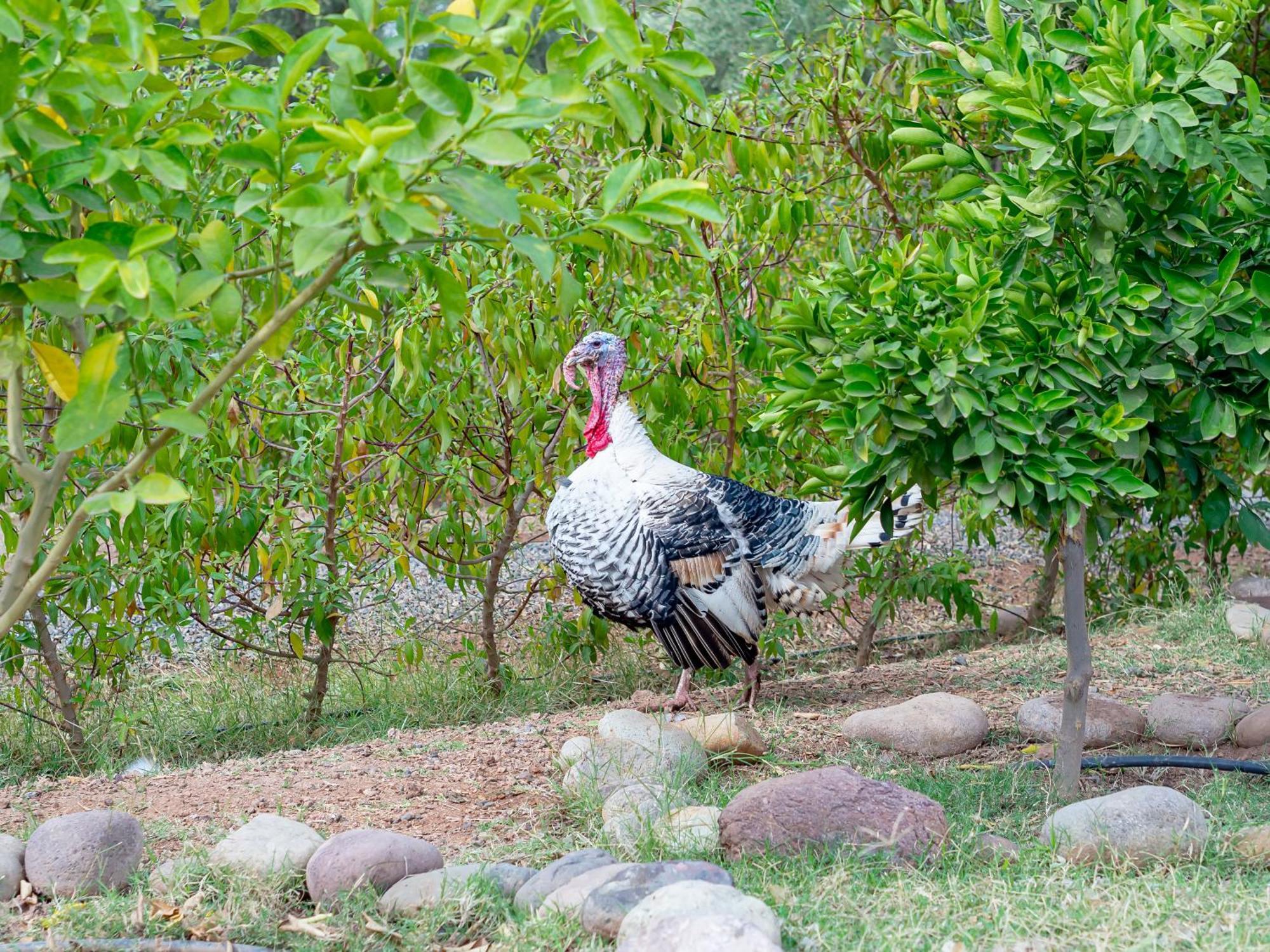 Ferme Sidi Safou & Spa Marrakesh Luaran gambar