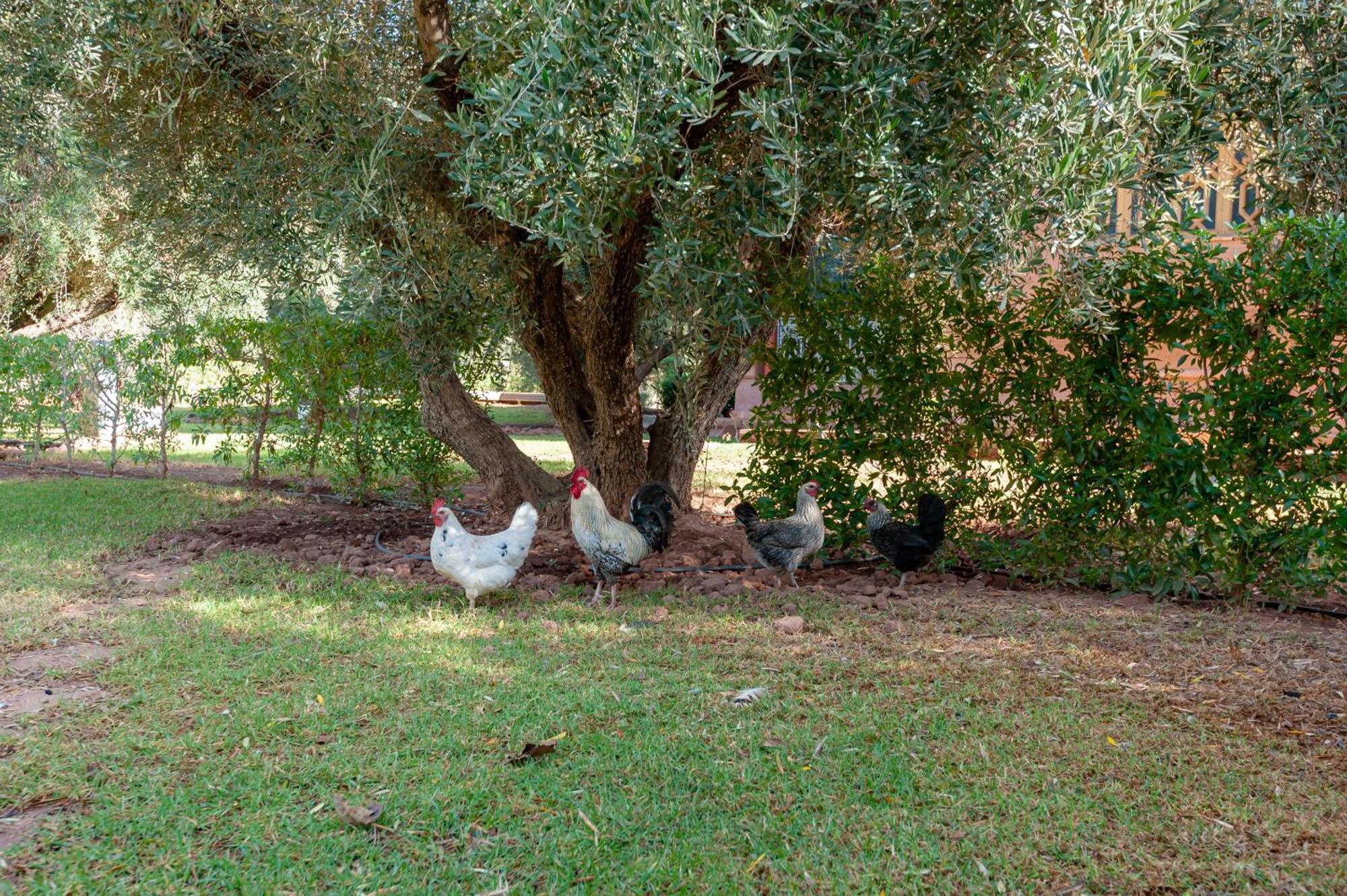 Ferme Sidi Safou & Spa Villa Marrakesh Luaran gambar